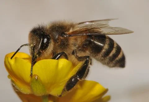 Aphididae Stock Photos