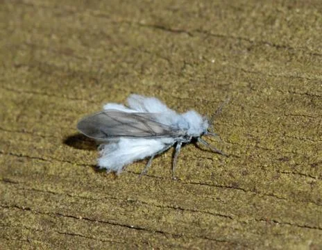 Aphididae Stock Photos