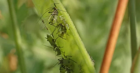 Aphidoidea aphids on a summer meadow. Stock Footage 246322467