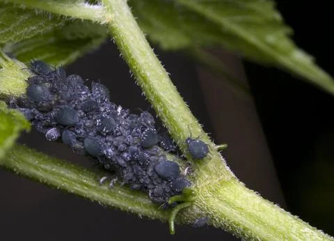 Aphidoidea Stock Photos