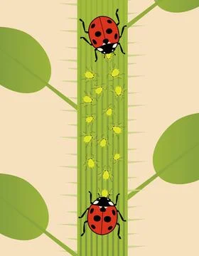 Aphids and 2 Ladybugs Stock Illustration