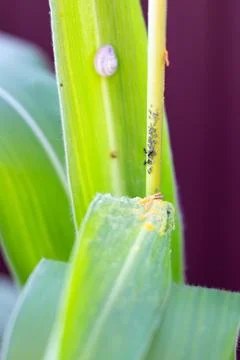 Aphids and ants on a corn stalk in the garden. Garden pest control, insect .. Stock Photos