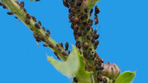 Aphids and ants 動画素材 245514197