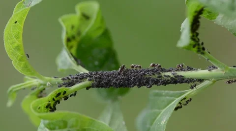 Aphids and ants on a green branch 動画素材 45687977