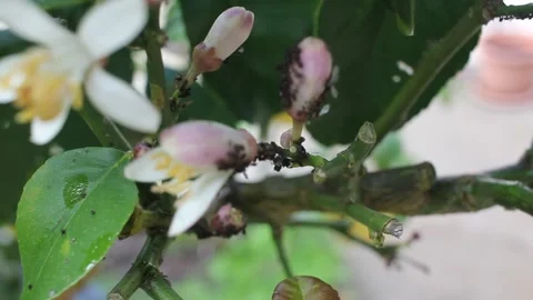 Aphids and ants infesting lemon tree blossoms and buds Stock Footage 335422613