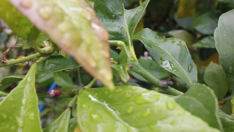 Aphids and ants on lemon tree buds with water drops after rain Stock-Footage 335422612