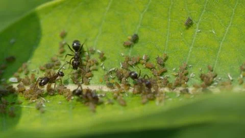 Aphids and Ants Stock Photos