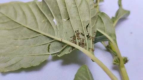 Aphids and ants on spinach leaves on a white background. 動画素材 294008253