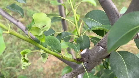 Aphids and ants on young stem of a pear tree affected by orange spots or rust in 스톡 동영상 277207856