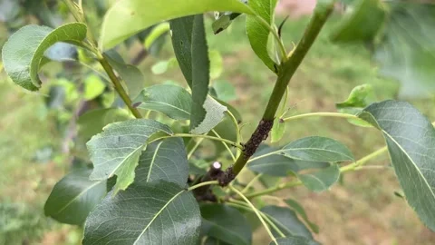 Aphids and ants on young stem of a pear tree in a fruit garden close-up. Concept Stock-Footage 277207883