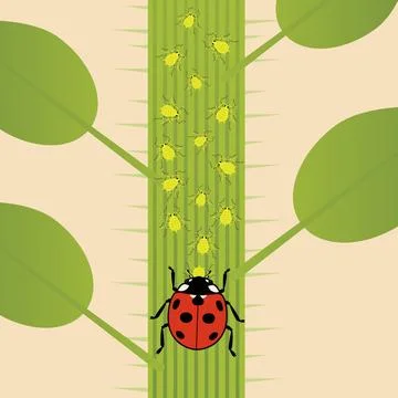 Aphids and Ladybug Stock Illustration