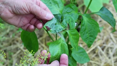 Aphids and mold on the leaves of pepper plants. Pests and parasites on garden Vidéo 291682113
