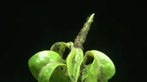 Aphids &amp; Ants Stock Footage 1011930