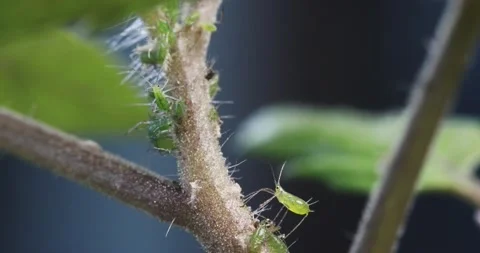 Aphids are common garden pests Stock Footage 130532756