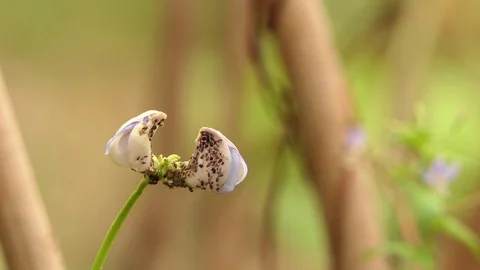 Aphids are consuming the eggplant flower bud. 4k Stock Footage 90165361