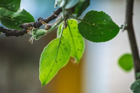 Aphids are covering the underside of vibrant green leaves on an apple tree 库存照片