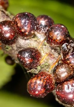 Aphids are parasites on the bark of a tree. Stock Photos