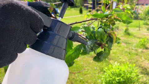 Aphids are pests in the garden. Stock Footage 245483844