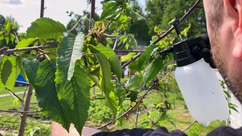 Aphids are pests in the garden. Stock Footage 245484136