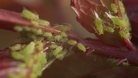Aphids are small sap sucking insects. Insects that affect roses are often Stock Footage 312451928