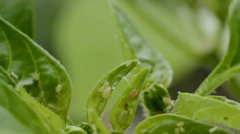 Aphids attacking chilli pepper plant Video stock 11131074