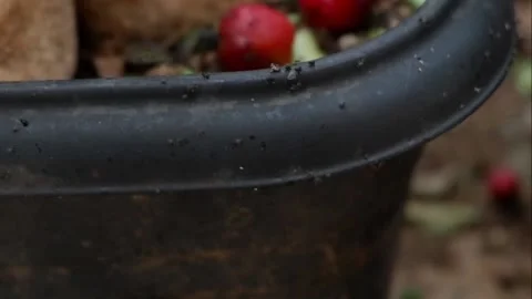 Aphids in the back yard Stock Footage 141539991