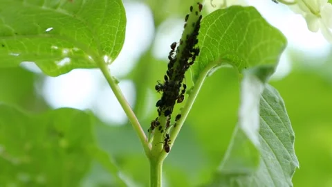 Aphids, black fly (black bean aphids, blackfly) and ants on leaves Stock Footage 278124734