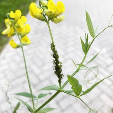 Aphids is breeding on stem of Lathyrus pratensis. Colony of the green aphid Stock Photos