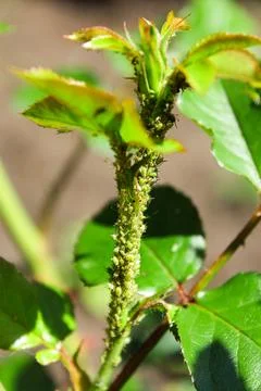 Aphids on a bud Stock Photos