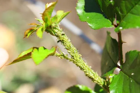 Aphids on a bud Foto stock