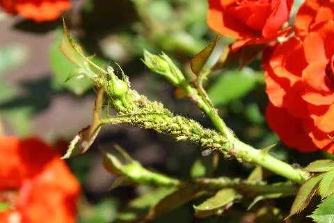 Aphids on a bud Stock Photos