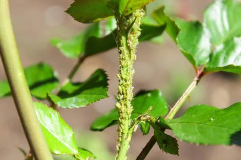 Aphids on a bud Stock Photos