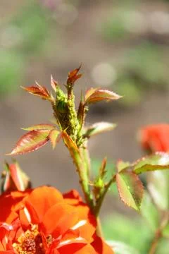 Aphids on a bud Stock Photos