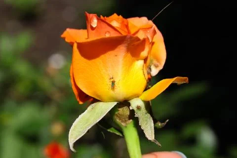 Aphids on a bud Foto stock