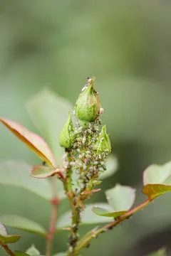 Aphids on a bud Stock Photos