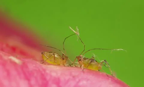 Aphids on cactus flower Stock Photos