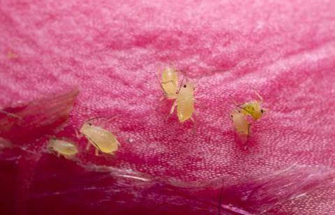 Aphids on cactus flower Stock Photos