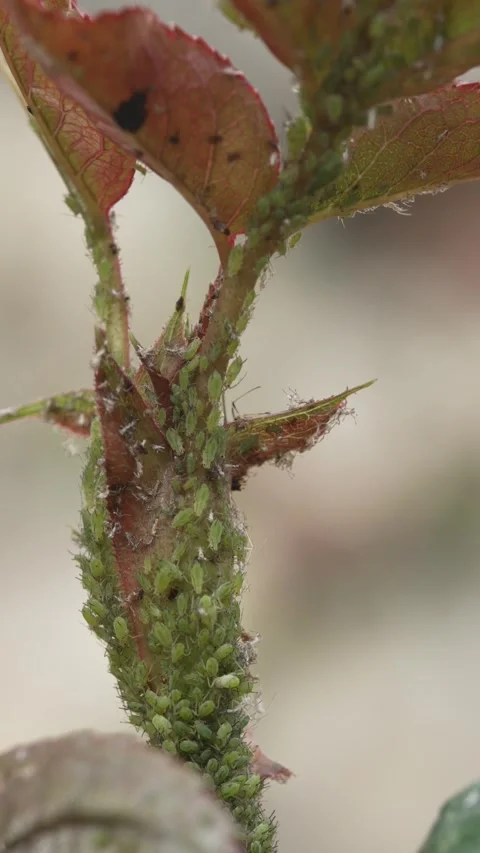 Aphids can be found on the underside of leaves and on new shoots or leaf growth Stock Footage 306824351