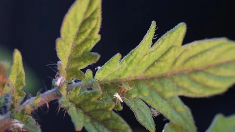 Aphids climbing up a branch Stock Footage 130531011