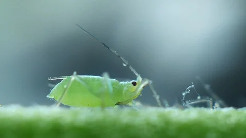 Aphids close-up on the stem Stock Footage 90007141