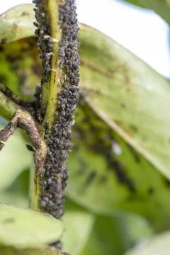 Aphids colonizing plant stem with ant monitoring Stock Photos