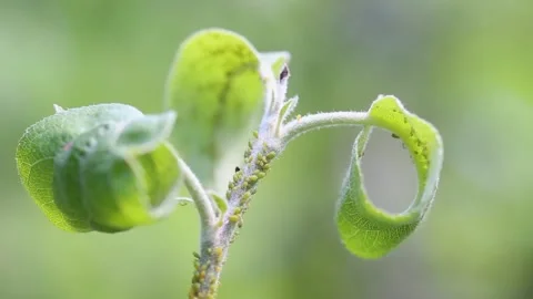 Aphids colony on the apple tree. Insects greenfly macro. Biological pesticide Stock Footage 135882441