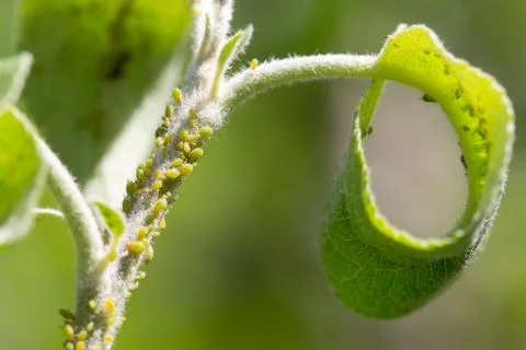 Aphids colony on the apple tree. Insects greenfly macro. Biological pesticide. Stock Photos