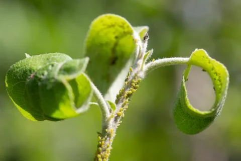 Aphids colony on the apple tree. Insects greenfly macro. Biological pesticide. Stock Photos