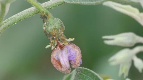 Aphids consume the flower bud Stock Footage 83757561
