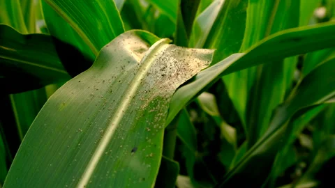 Aphids on corn leaves. selective focus. Stock Footage 274192267