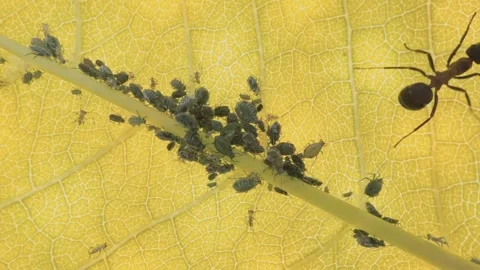 Aphids crawl on a leaf of a fruit tree, plant parasites Video stock 276680889
