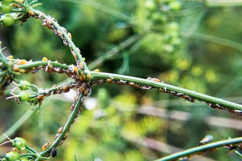Aphids crawling over a corriender stem in the garden Stock Photos