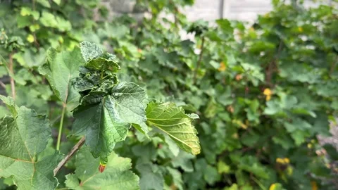 Aphids on currant leaves Video stock 247445796