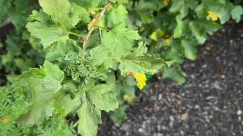 Aphids on currant leaves Stock Footage 247617335